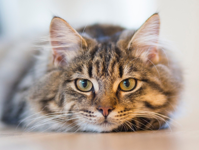 Strathroy Animal Clinic Forms