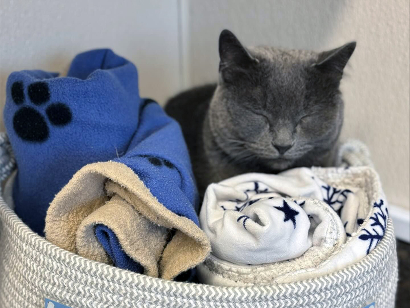 Veterinary Care in Strathroy