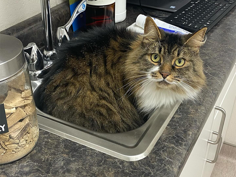 Strathroy Animal Clinic Policies
