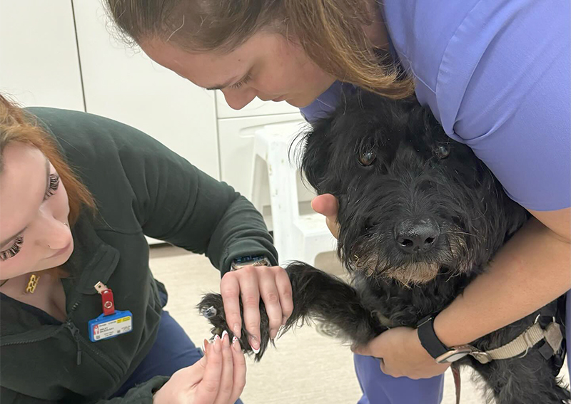 Carousel Slide 3: Dog veterinary care