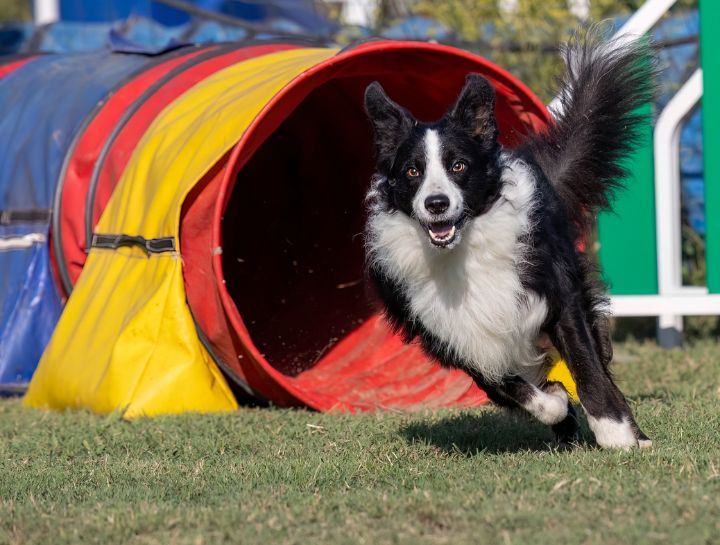 $city canine conditioning