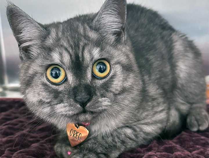 Cat Veterinarian