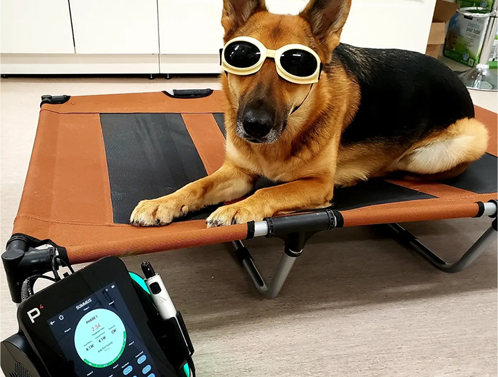 Laser Therapy for Pets