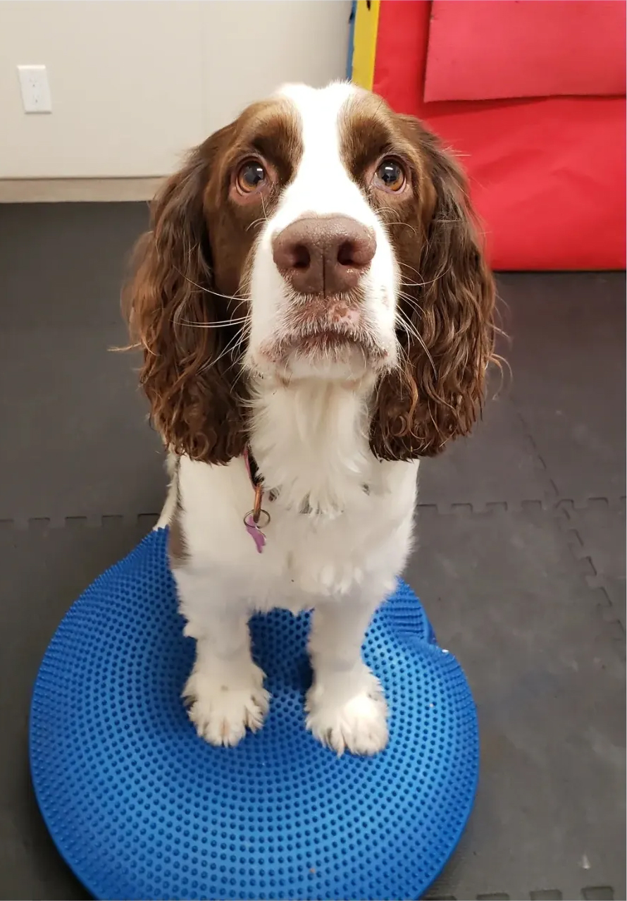 Pet physical therapy