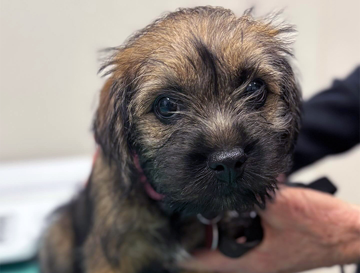 Puppy & Kitten Care