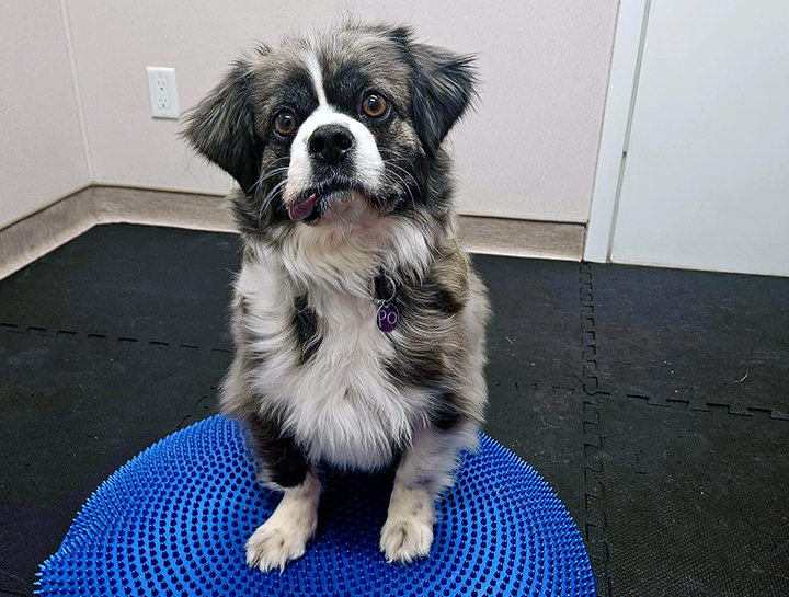 Pet Rehab Referral
