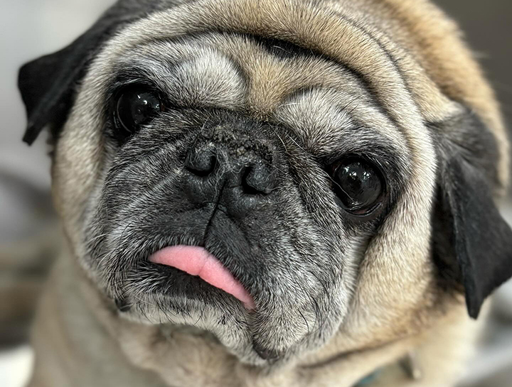 Senior Pet Care 