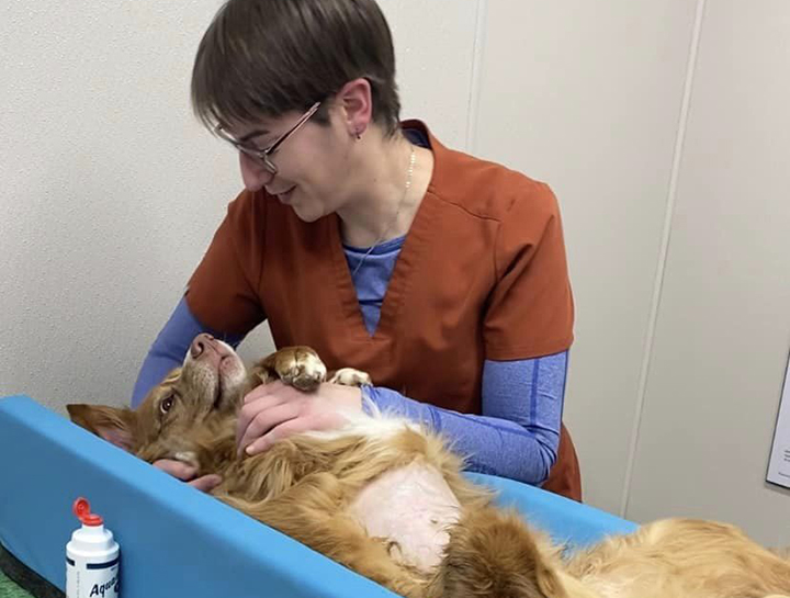 Pet Ultrasound